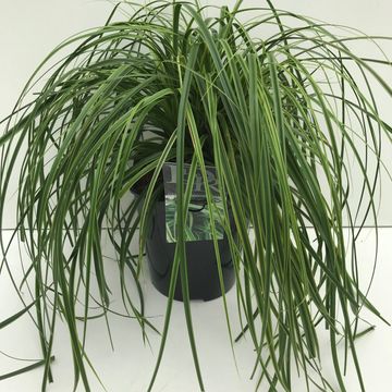 Carex oshimensis EVERCOLOR EVERLIME