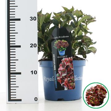 Hydrangea macrophylla ROYALTY COLLECTION BLACK KNIGHT