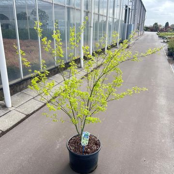 Acer palmatum 'Aoyagi'