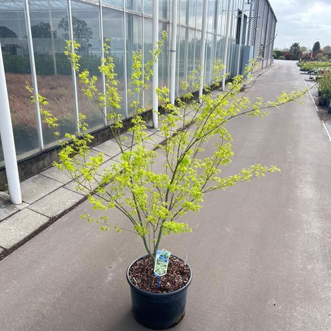 Acer palmatum 'Aoyagi'