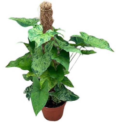 Syngonium MOTTLED
