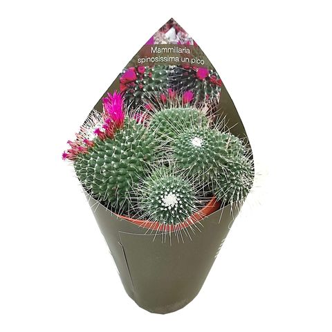 Mammillaria spinosissima 'Un Pico'