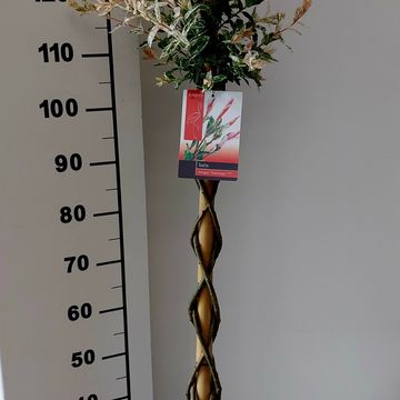 Salix integra 'Flamingo'