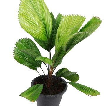 Licuala grandis Licuala grandis
