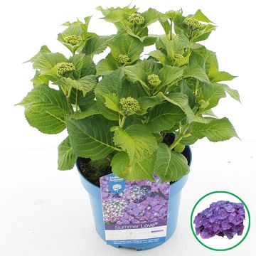 Hydrangea macrophylla MIX