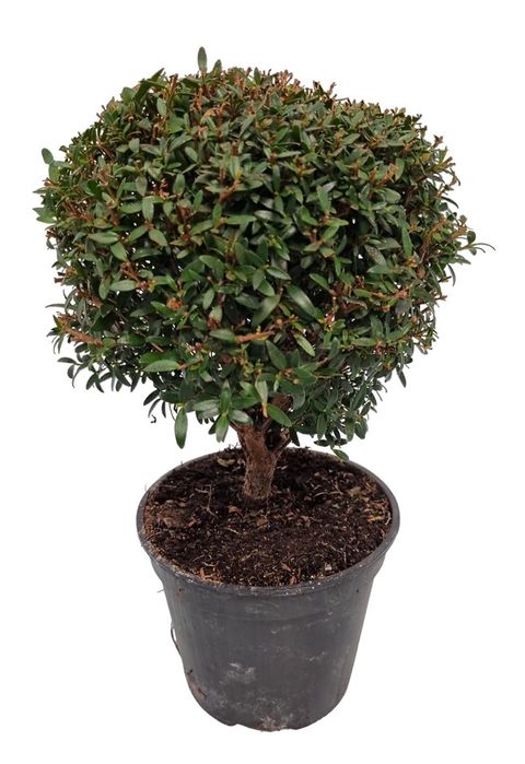 Myrtus communis