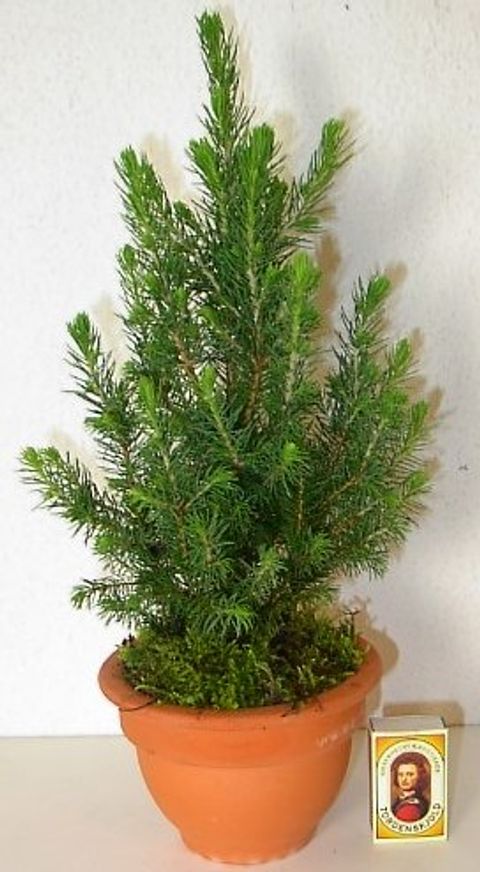 Picea glauca 'Conica' — Plant Wholesale FlorAccess