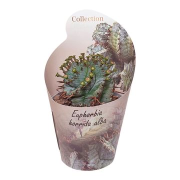 Euphorbia horrida alba