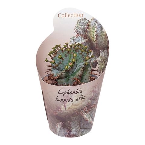 Euphorbia horrida alba