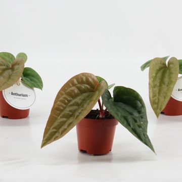 Anthurium luxurians x radicans