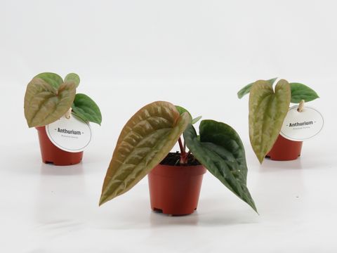 Anthurium luxurians x radicans
