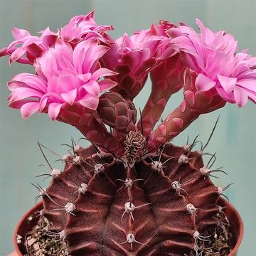 Gymnocalycium mihanovichii