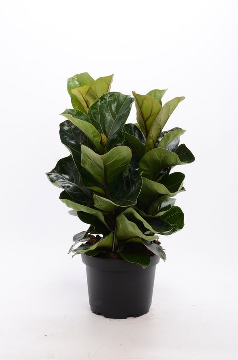 Ficus lyrata 'Bambino'