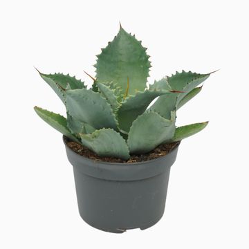 Agave potatorum