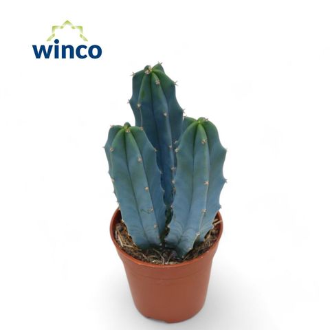 Myrtillocactus geometrizans