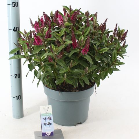 Hebe HEBEDONNA NIKKA