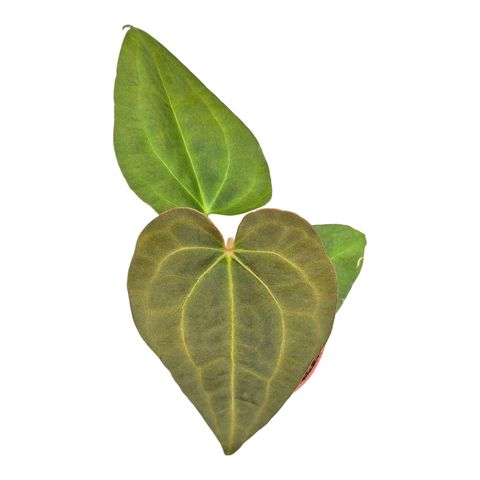 Anthurium Dark Mama x Ace of Spades