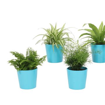 Plantas de interior MIX