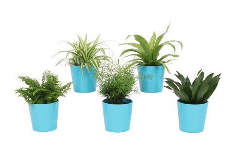 Plantas de interior MIX