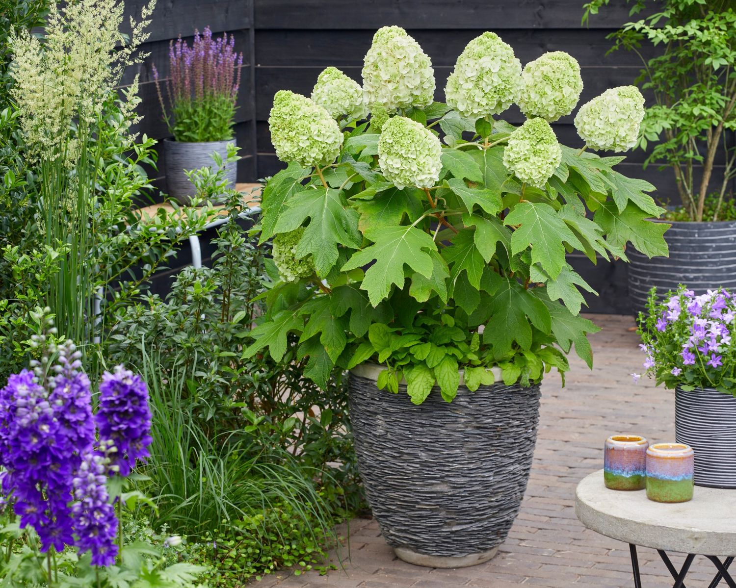 Hydrangea quercifolia TARA — Plant Wholesale FlorAccess