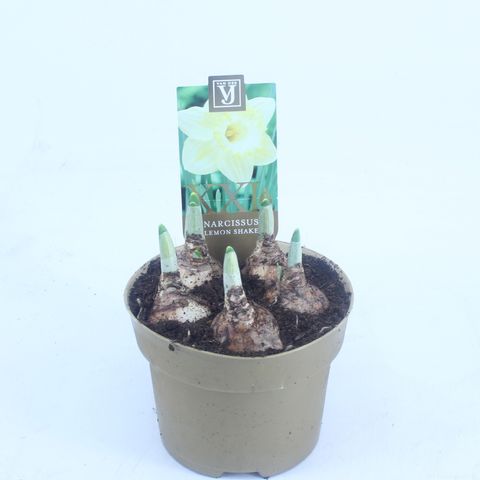 Narcissus 'Loveday'