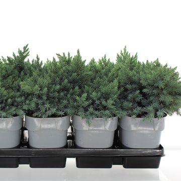 Juniperus squamata 'Blue Star'