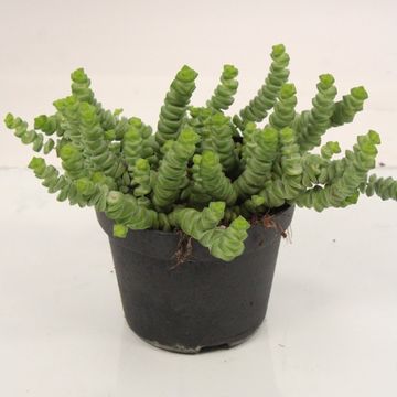 Crassula marnieriana 'Hottentot'