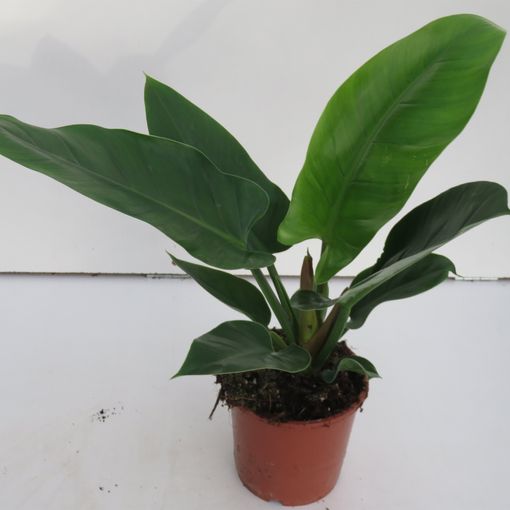 Philodendron 'Imperial Green' (Snoeker)