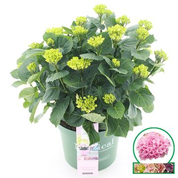 Hydrangea macrophylla MIX