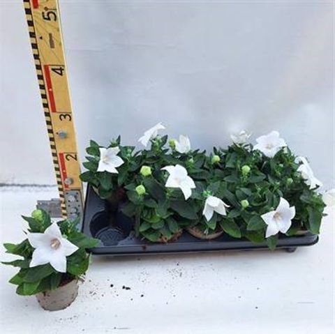 Platycodon grandiflorus 'Albus'