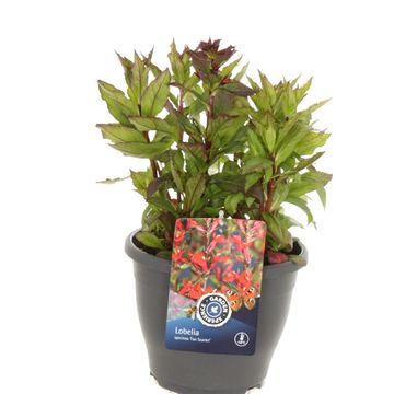 Lobelia x speciosa 'Fan Scarlet'