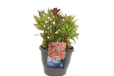 Lobelia x speciosa 'Fan Scarlet'