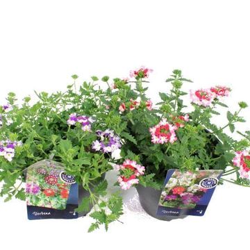 Verbena LANAI TWISTER MIX