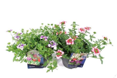 Verbena LANAI TWISTER MIX