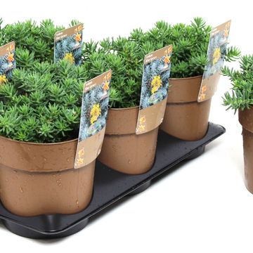 Sedum reflexum 'Blue Spruce'