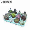 Echeveria MIX