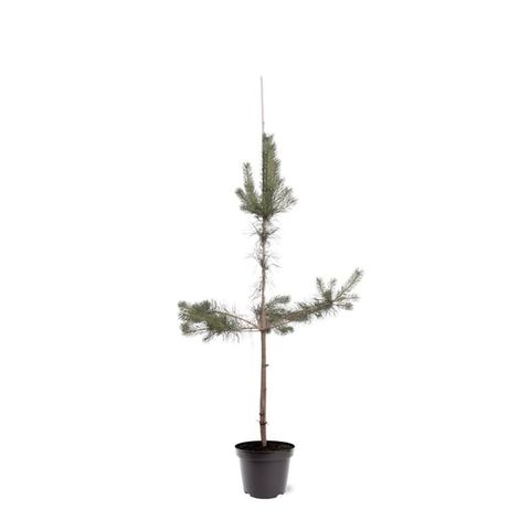 Pinus sylvestris