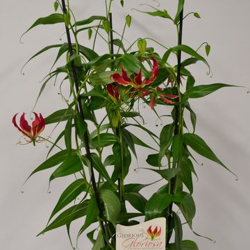 Gloriosa rothschildiana