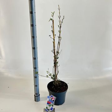 Viburnum plicatum KILIMANDJARO SUNRISE