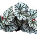 Begonia 'Looking Glass'