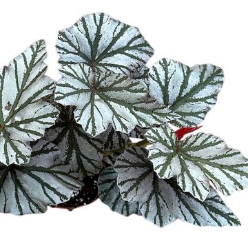 Begonia 'Looking Glass'