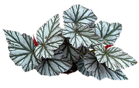 Begonia 'Looking Glass'