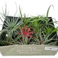 Tillandsia MIX