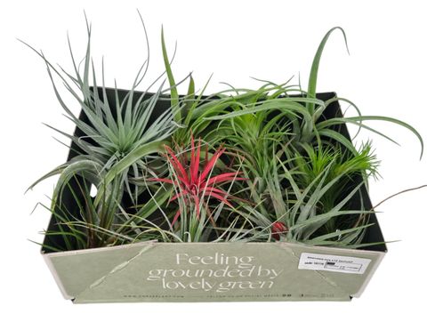 Tillandsia MIX