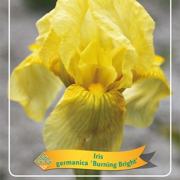 Iris 'Burning Bright'