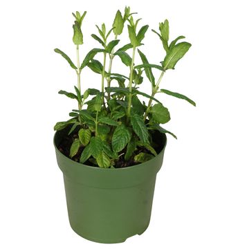 Mentha spicata 'Crispa'