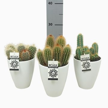 Cactus MIX