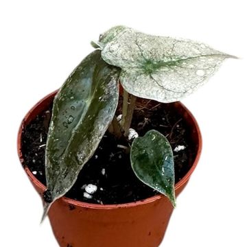 Alocasia 'Polly Variegata'