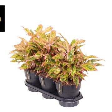 Aglaonema 'Jungle Nectarine'