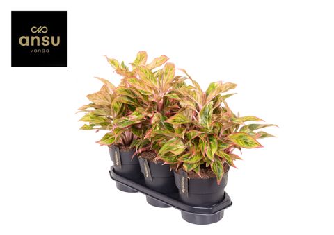 Аглаонема 'Jungle Nectarine'